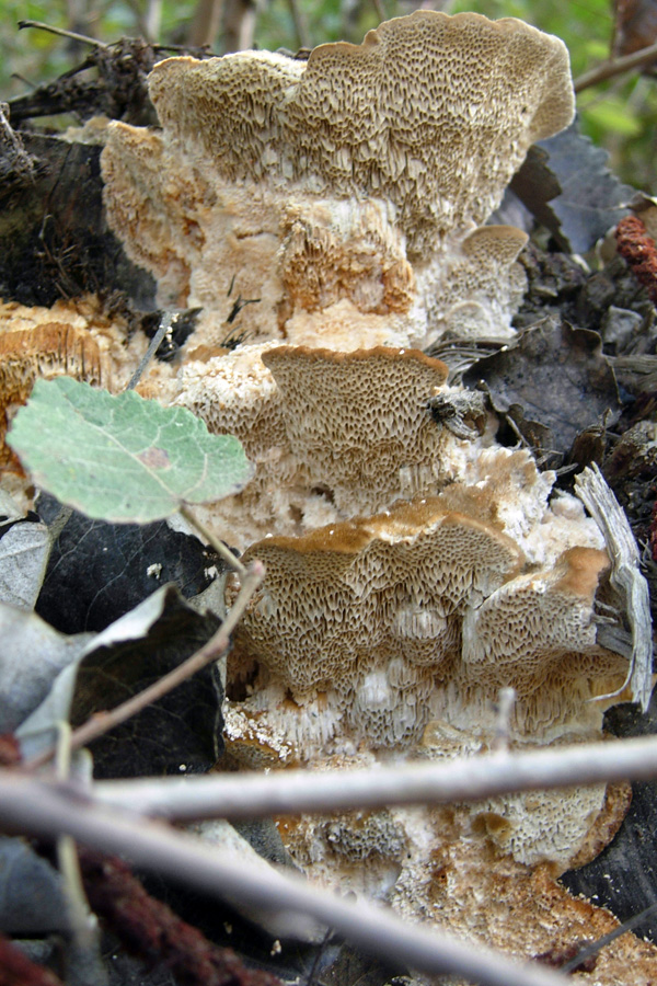 Phellinus sp ? (Funalia trogii)